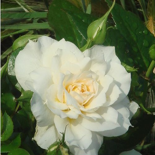 Rosa  Nadine Xella-Ricci™ - żółty  - Róże pienne - z kwiatami bukietowymi - korona krzaczasta